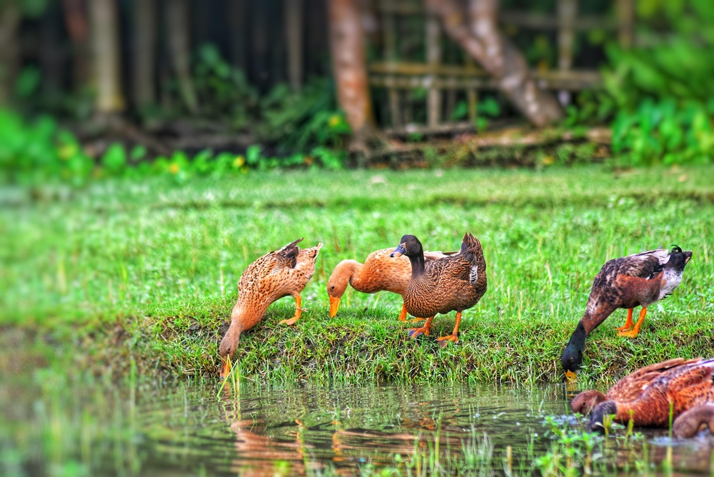 Lantern lighting at dusk