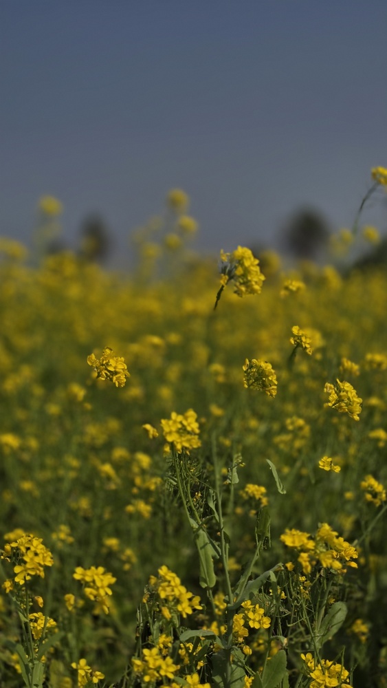 Family exploring nature trail